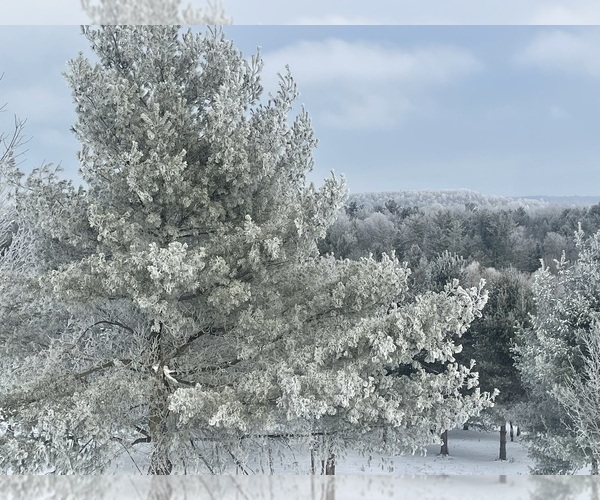 Medium Photo #35 French Bulldog Puppy For Sale in FORT PLAIN, NY, USA