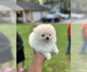Pomeranian Puppy for sale in REX, GA, USA