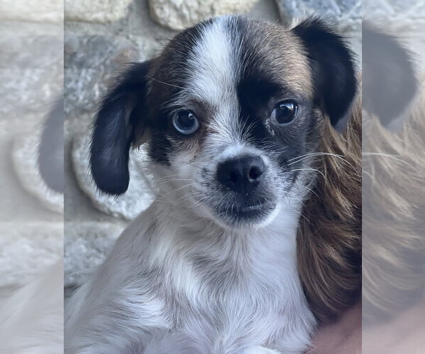 Medium Photo #3 Pug-Unknown Mix Puppy For Sale in Dana Point, CA, USA