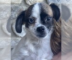 Small #2 Pug Mix