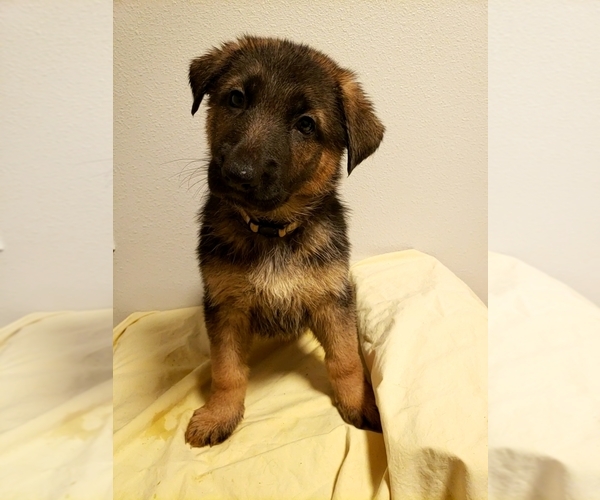 Medium Photo #1 German Shepherd Dog Puppy For Sale in SHELTON, WA, USA