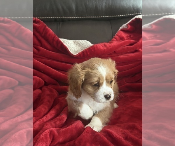 Medium Photo #13 Aussalier Puppy For Sale in MAPLETON, OR, USA