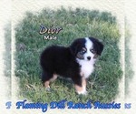 Small Miniature Australian Shepherd