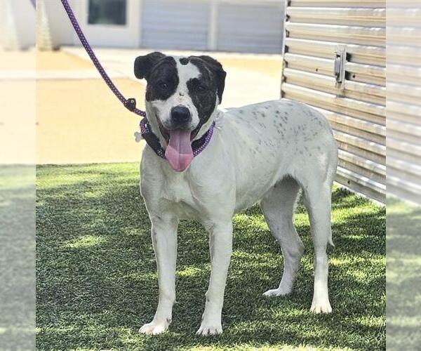 Medium Photo #1 Mutt Puppy For Sale in Las Vegas, NV, USA