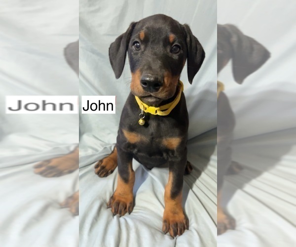 Medium Photo #5 Doberman Pinscher Puppy For Sale in POMEROY, OH, USA