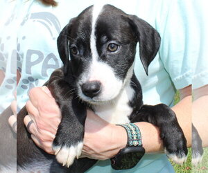 Retriever -Unknown Mix Dogs for adoption in Prattville, AL, USA