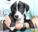 Rudie 44336 - Female Retriever -Unknown Mix Dog for Adoption - Small photo