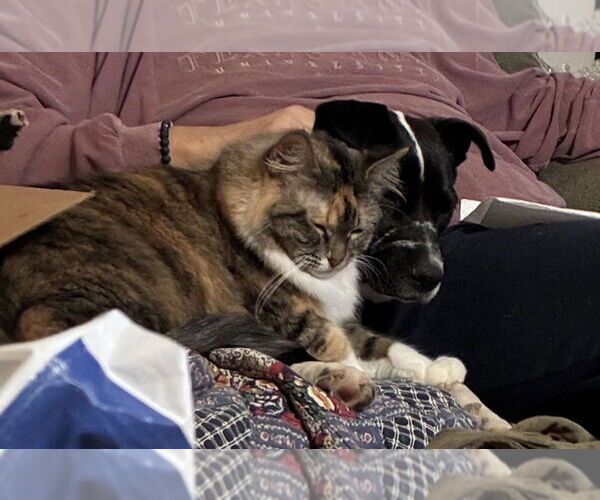 Medium Photo #6 American Pit Bull Terrier-Border Collie Mix Puppy For Sale in Oak Bluffs, MA, USA