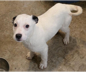 Mutt Dogs for adoption in Sistersville, WV, USA