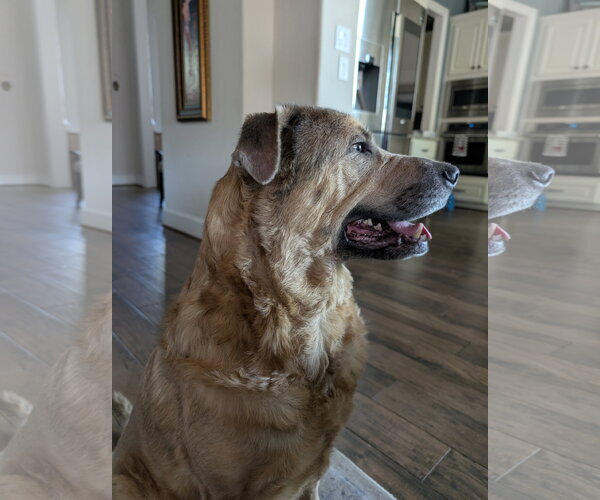 Medium Photo #6 Black Mouth Cur-German Shepherd Dog Mix Puppy For Sale in Rosenberg, TX, USA