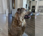 Small #5 Black Mouth Cur-German Shepherd Dog Mix