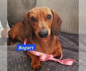 Father of the Dachshund puppies born on 12/05/2025