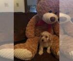 Small Photo #1 Poochon Puppy For Sale in ETNA GREEN, IN, USA