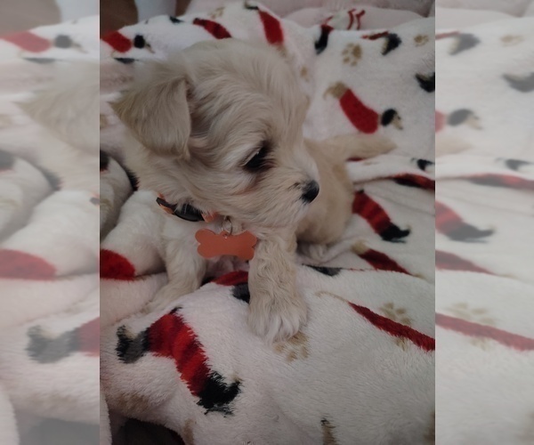 Medium Photo #3 Maltipoo (Miniature) Puppy For Sale in SAN ANTONIO, TX, USA