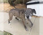 Small #7 Catahoula Leopard Dog
