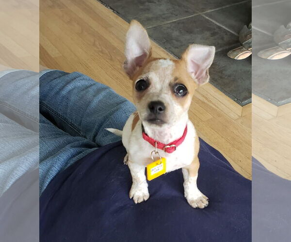 Medium Photo #3 Chihuahua-Unknown Mix Puppy For Sale in Royal Palm Beach, FL, USA