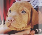 Small Photo #2 Vizsla Puppy For Sale in AGUA DULCE, CA, USA