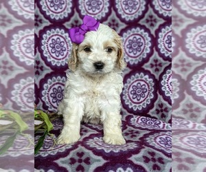 Cocker Spaniel-Poodle (Miniature) Mix Puppy for sale in QUARRYVILLE, PA, USA