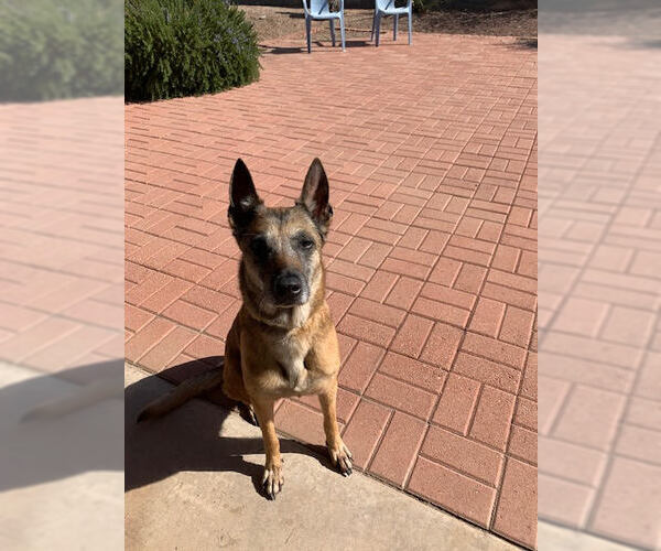 Medium Photo #4 Mutt Puppy For Sale in Stevens Point, WI, USA