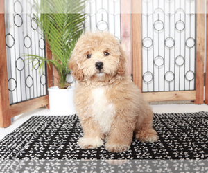 ShihPoo Puppy for sale in NAPLES, FL, USA