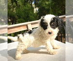 Small Photo #9 Sheepadoodle Puppy For Sale in CHATHAM, PA, USA