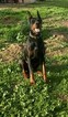 Small Photo #4 Doberman Pinscher Puppy For Sale in VALLEY CENTER, CA, USA