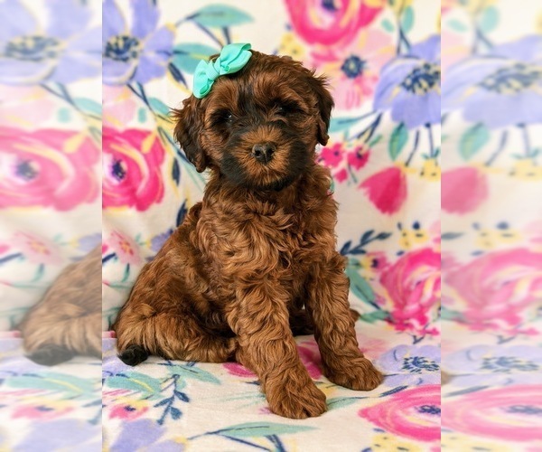 Medium Photo #3 Irish Doodle Puppy For Sale in PEACH BOTTOM, PA, USA