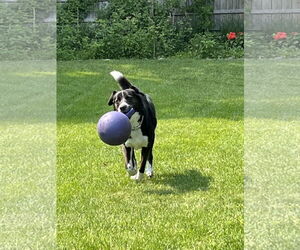 Border Collie-Unknown Mix Dogs for adoption in Highland, IL, USA