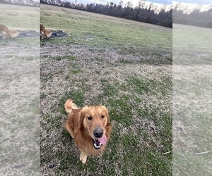 Father of the Golden Retriever puppies born on 06/03/2025