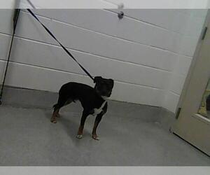 Miniature Pinscher Dogs for adoption in Fort Collins, CO, USA