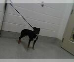 Small Miniature Pinscher