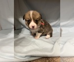 Puppy Puppy 1 Pembroke Welsh Corgi