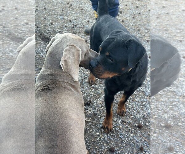Medium Photo #8 Rottweiler Puppy For Sale in White Hall, AR, USA