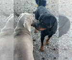 Small #7 Rottweiler