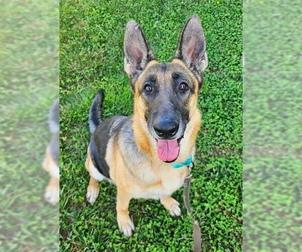 Medium Photo #1 German Shepherd Dog Puppy For Sale in Sacramento, CA, USA