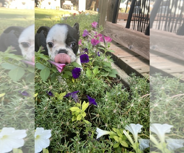 Medium Photo #13 Boston Terrier Puppy For Sale in FREDONIA, KS, USA