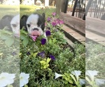 Small #12 Boston Terrier