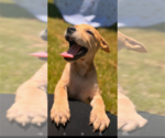 Small #16 Labrador Retriever Mix