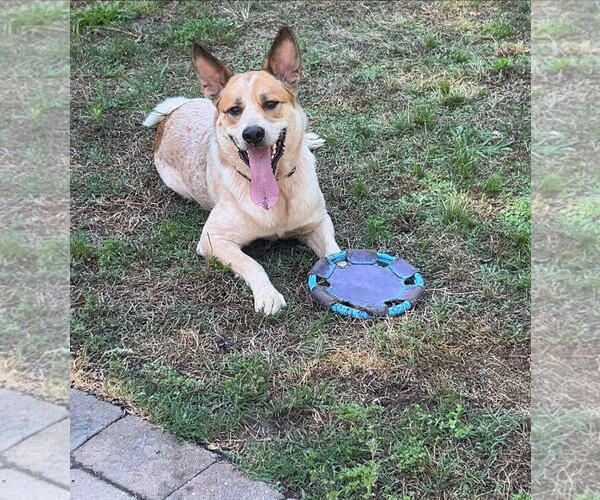 Medium Photo #1 Mutt Puppy For Sale in Garden City, NY, USA