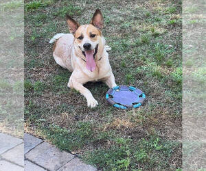 Mutt Dogs for adoption in Garden City, NY, USA
