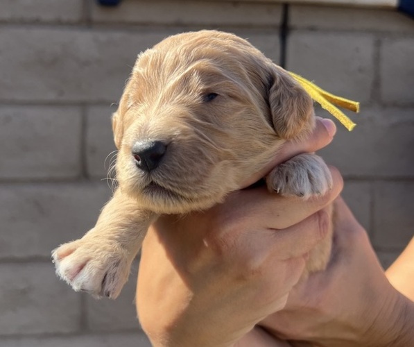 Medium Photo #1 Goldendoodle Puppy For Sale in PHOENIX, AZ, USA