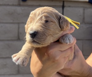 Medium Goldendoodle