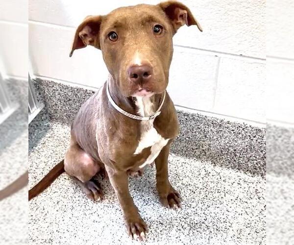 Medium Photo #2 American Pit Bull Terrier Puppy For Sale in Houston, TX, USA