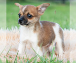 Small #5 Chihuahua