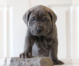 Cane Corso Puppy for Sale in LANCASTER, Pennsylvania USA