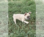 Puppy Puppy 4 French Bulldog