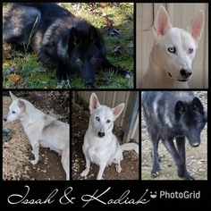 Wolf Hybrid Puppy for sale in RICHMOND, KY, USA
