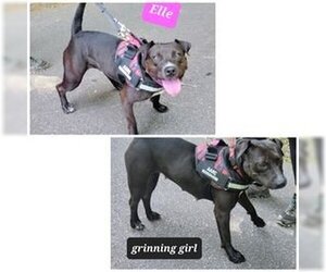 American Pit Bull Terrier-Unknown Mix Dogs for adoption in Franklin, North Carolina, NC, USA