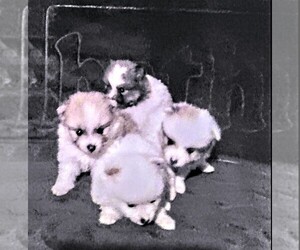 Pomeranian Litter for sale in SPARTANBURG, SC, USA