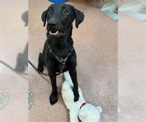 Labrador Retriever Dogs for adoption in Ogden, UT, USA